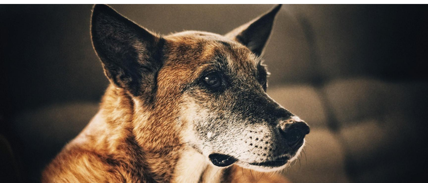 perro-viejo