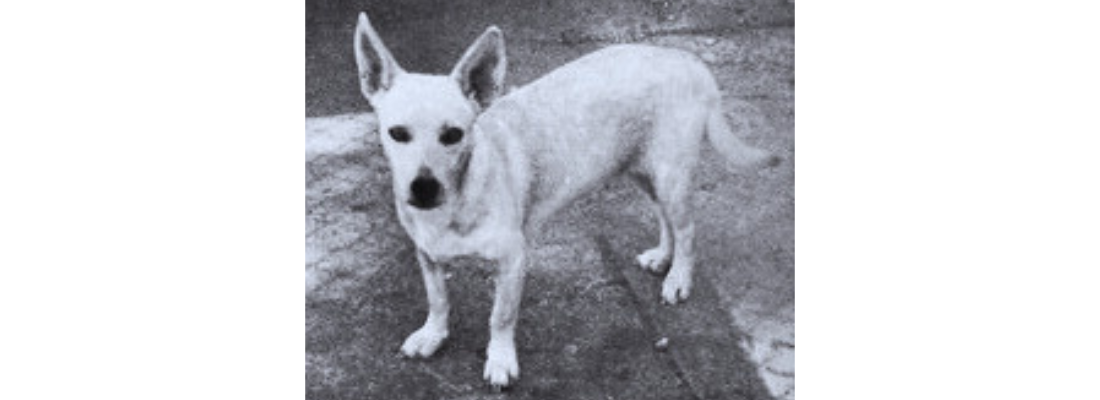 raza-perro-extinto-poi-hawaiano
