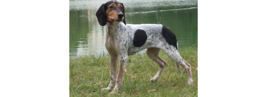 raza-perro-extinto-rastreador-brasilero

