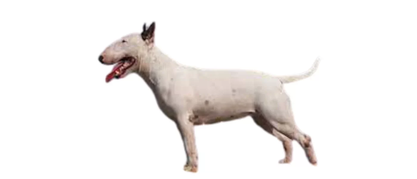 bull-terrier