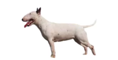 bull-terrier