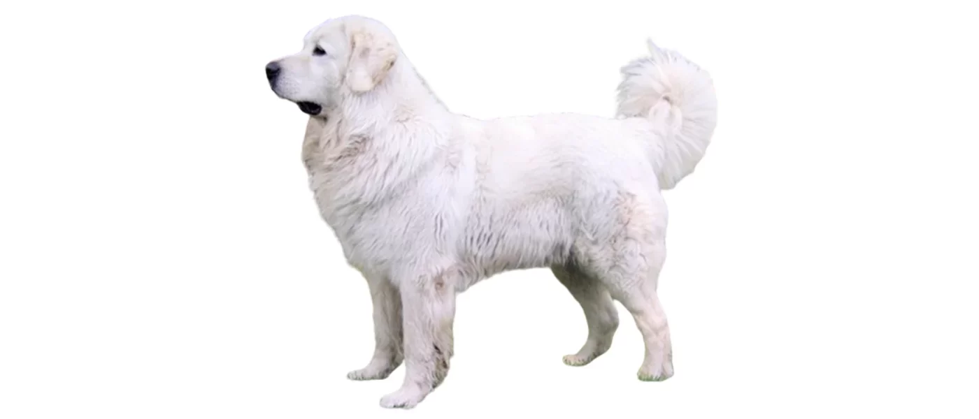 kuvasz