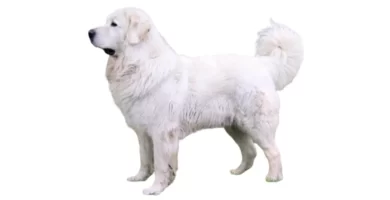 kuvasz