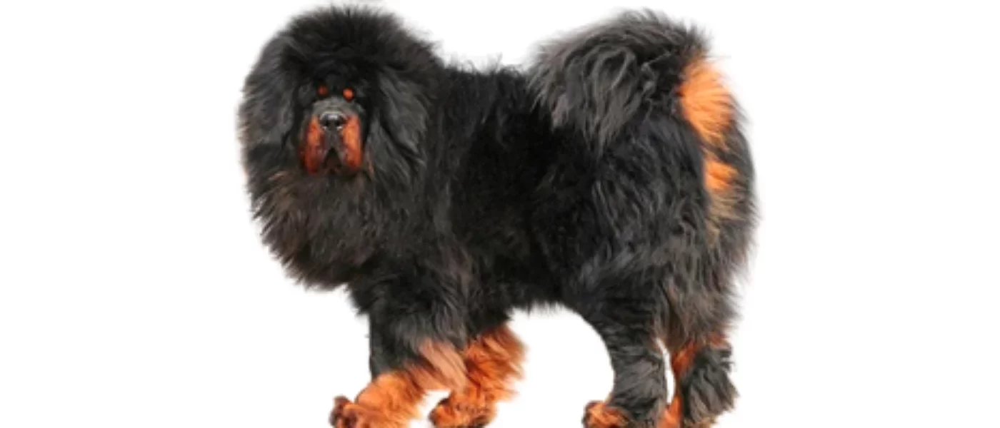 dogo-del-tibet