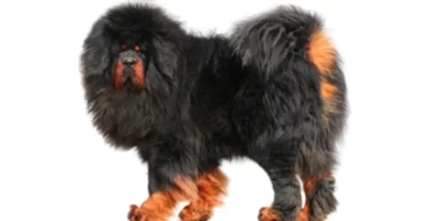 dogo-del-tibet
