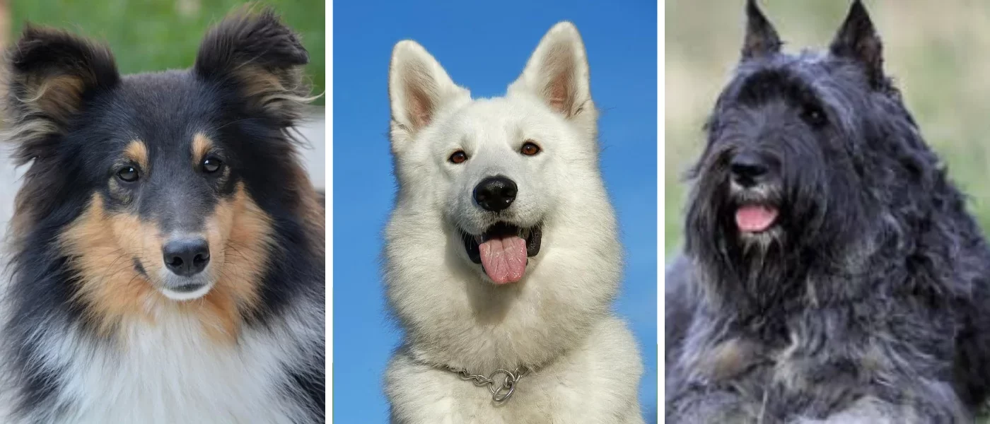 perro-pastor-boyero
