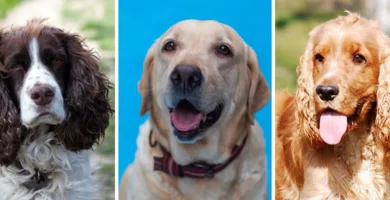 perros-cobradores-levantadores-caza-agua