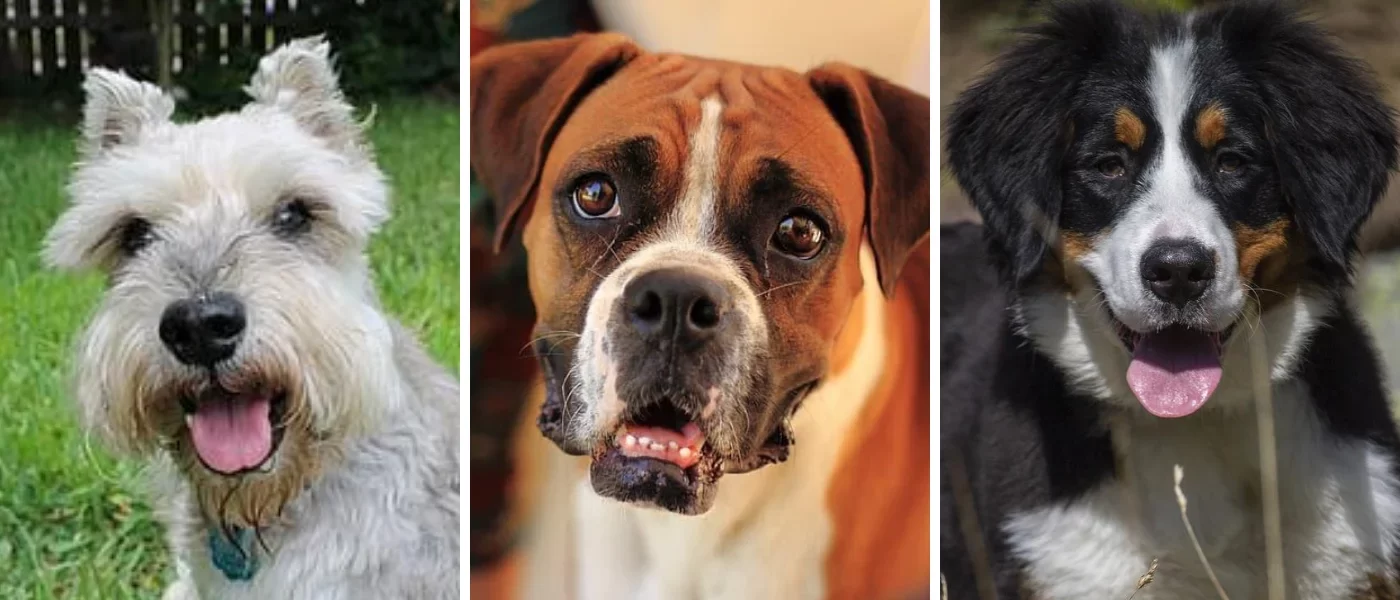 perros-pinscher-schnauzer-molosoide-montana