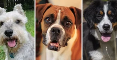 perros-pinscher-schnauzer-molosoide-montana