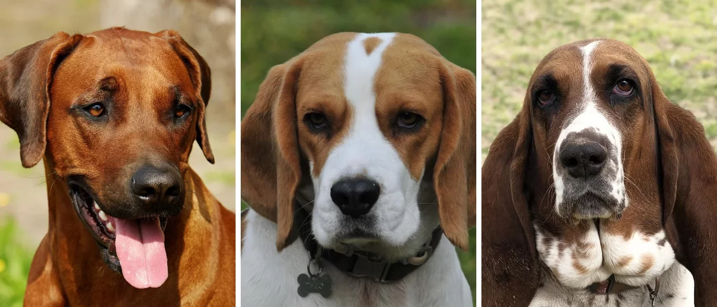 razas-perros-sabuesos-rastro-semejantes