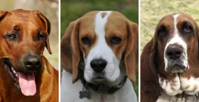 razas-perros-sabuesos-rastro-semejantes