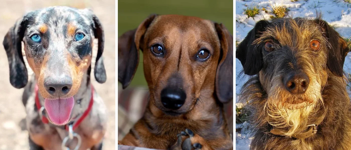 raza-salchicha-dachshund-teckel