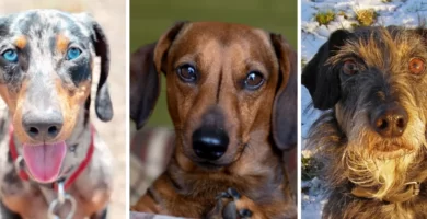raza-salchicha-dachshund-teckel