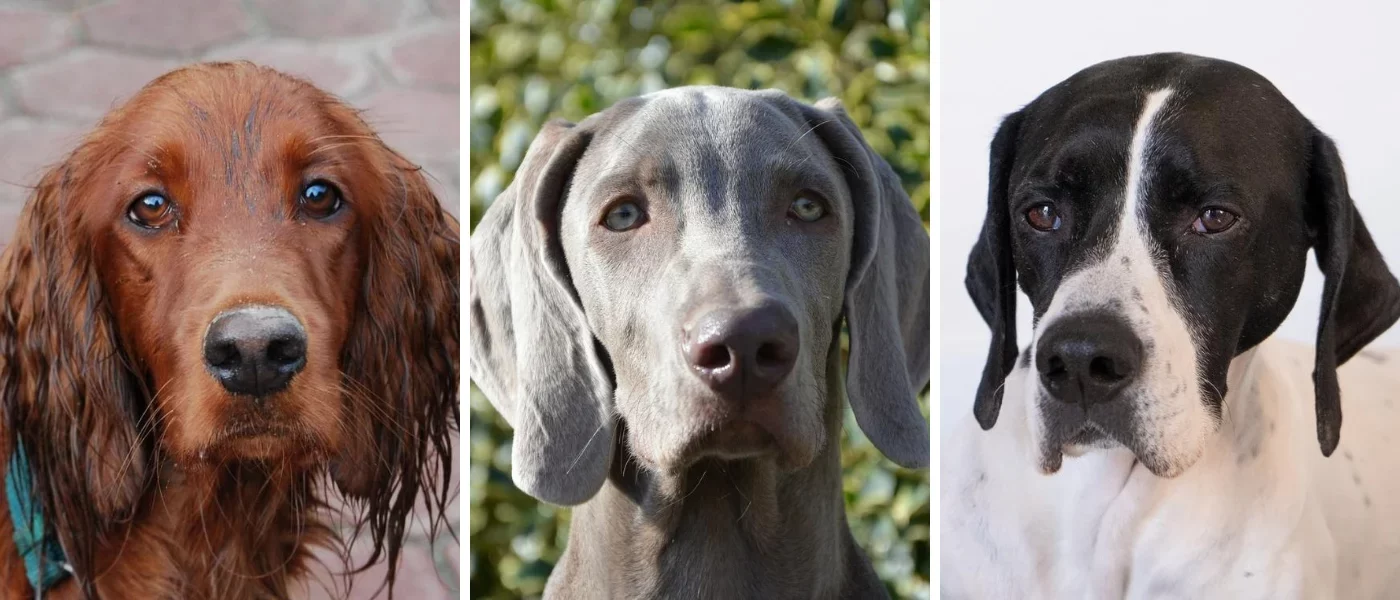 razas-de-perros-de-muestra