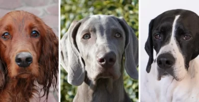 razas-de-perros-de-muestra