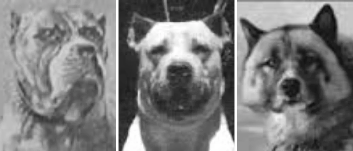 razas-de-perros.extintos