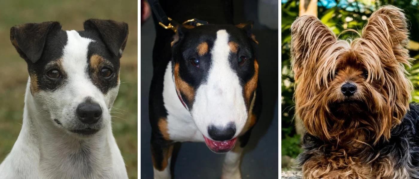 razas-perros-terrier-bull