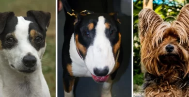 razas-perros-terrier-bull