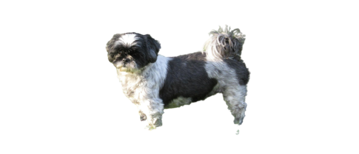 shih-tzu