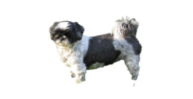 shih-tzu