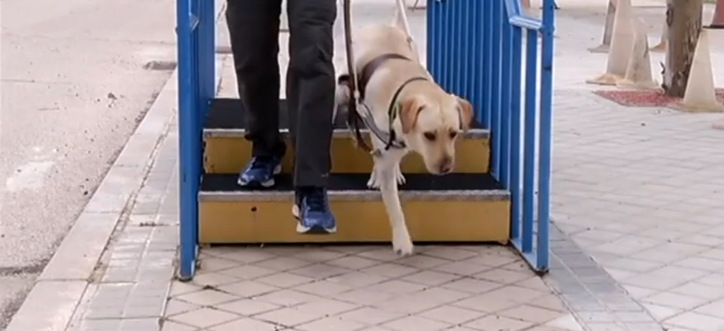entramiento-perro-guia-provisorio