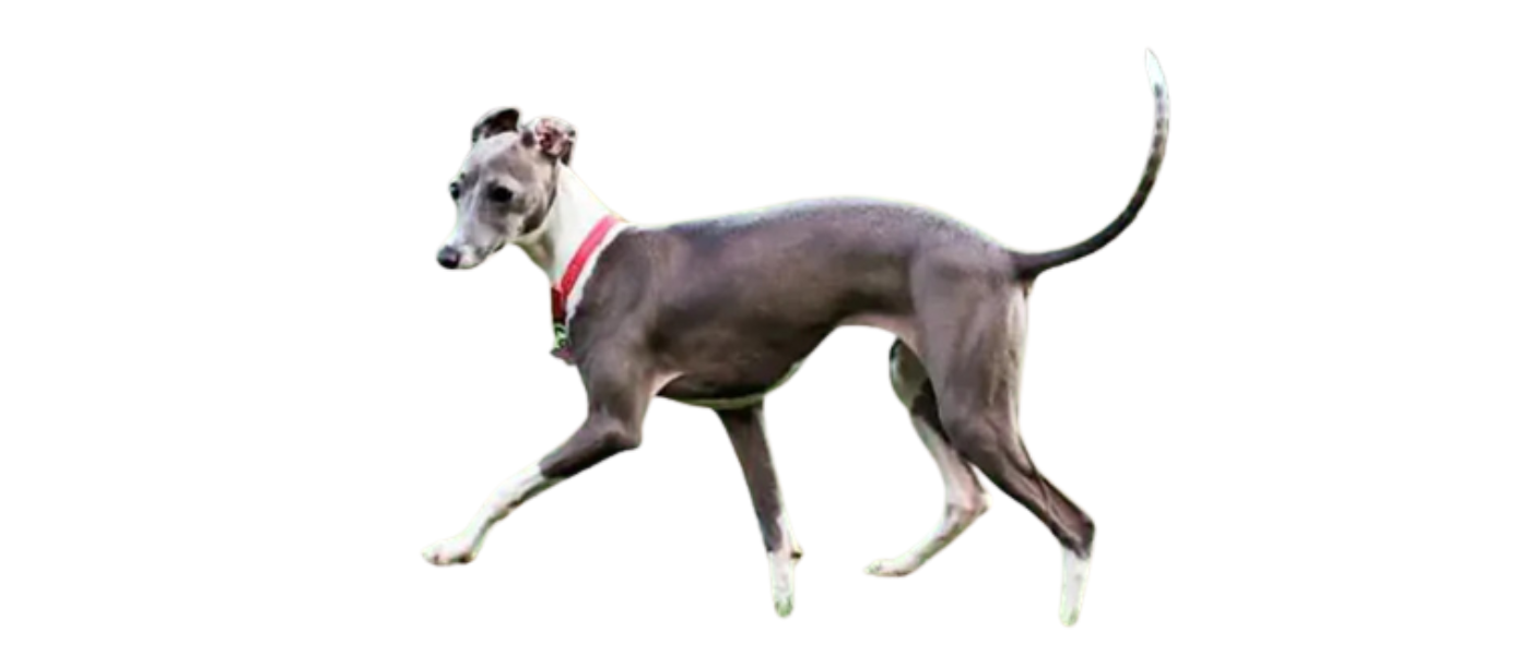 pequeño-lebrel-italiano