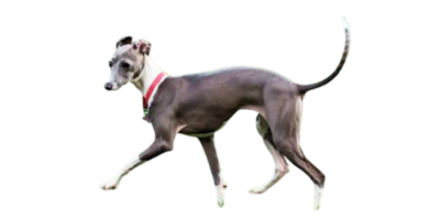 pequeño-lebrel-italiano