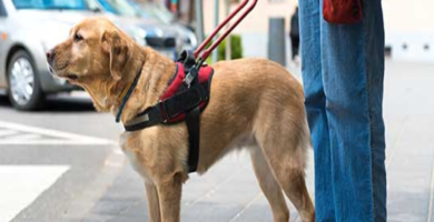 perro-guia-provisorio-1