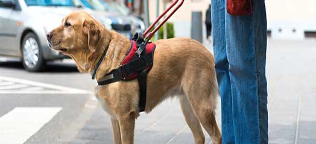 perro-guia-provisorio-1