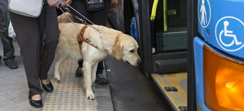 perro-guia-transporte-provisorio