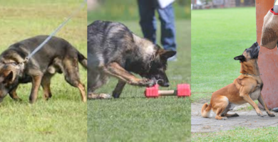 Qué-es-el-IGP-IPO-SCHUTZHUND
