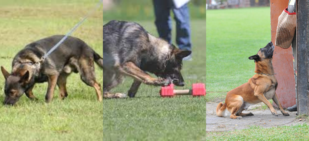 Qué-es-el-IGP-IPO-SCHUTZHUND