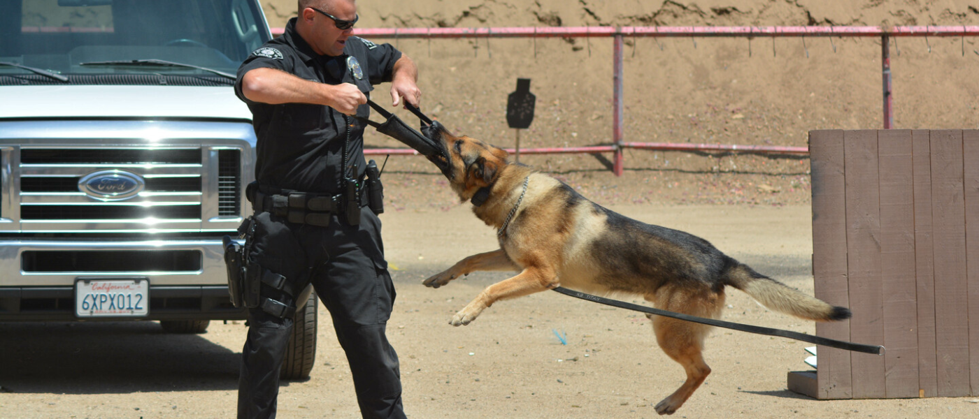 Las-10-mejores-razas-de-perros-policía