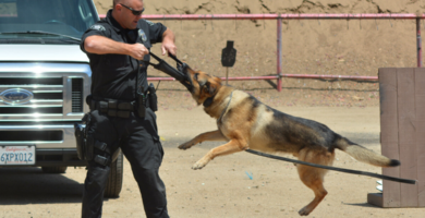 Las-10-mejores-razas-de-perros-policía