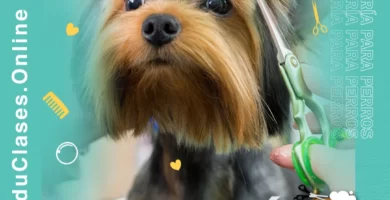 Peluquería-para-Perros