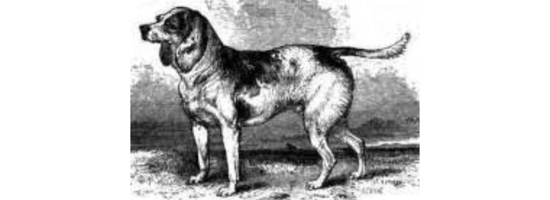 Beagle-del-Norte-o-Norh-Country-Beagle