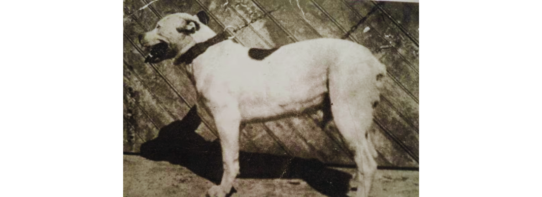 perro-extinto-perro-de-pelea-cordobés