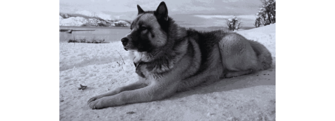 perro-polar-argentino-o-perro-antártico-argentino
