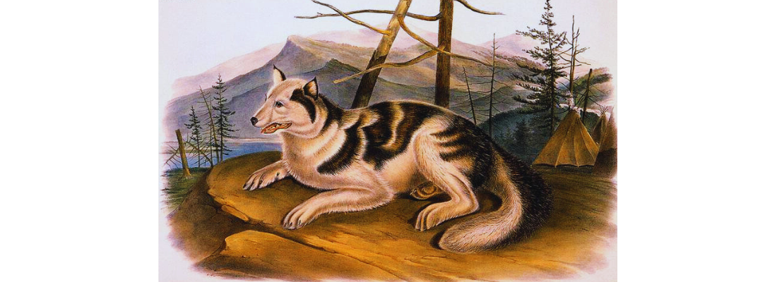 raza-extinta-hare -indio