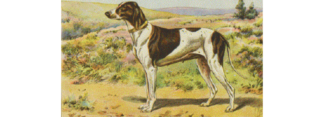 raza-perro-extinto-braco-de-puy