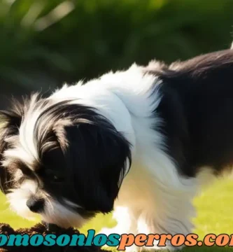 Coprofagia-en-perros-que-es-y-por-que-ocurre