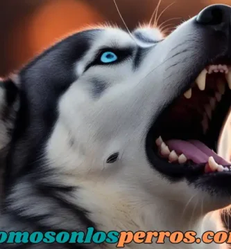 Por-que-aullan-los-perros-y-que-quieren-decirte-con-ese-sonido
